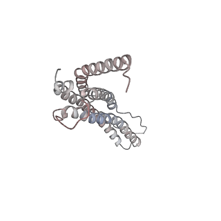 30828_7drw_J_v1-2
Bovine 20S immunoproteasome in complex with two human PA28alpha-beta activators