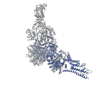 27721_8duj_D_v1-2
Global map in C1 of RyR1 particles in complex with ImperaCalcin