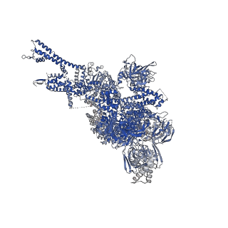27736_8dve_D_v1-1
RyR1 in presence of IpCa-T26E phosphomimetic and activating ligands