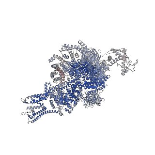 27736_8dve_G_v1-1
RyR1 in presence of IpCa-T26E phosphomimetic and activating ligands