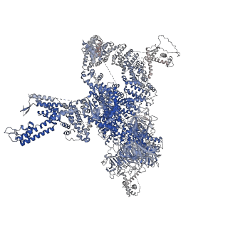27736_8dve_J_v1-1
RyR1 in presence of IpCa-T26E phosphomimetic and activating ligands