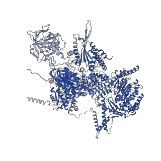 30875_7dvq_A_v1-0
Cryo-EM Structure of the Activated Human Minor Spliceosome (minor Bact Complex)