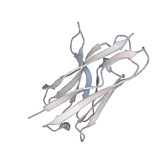 27763_8dww_H_v1-0
Chikungunya VLP in complex with neutralizing Fab 506.A08 (asymmetric unit)