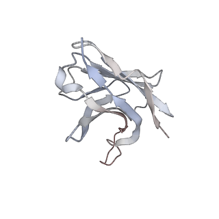 27765_8dwx_V_v1-0
Chikungunya VLP in complex with neutralizing Fab 506.C01 (asymmetric unit)