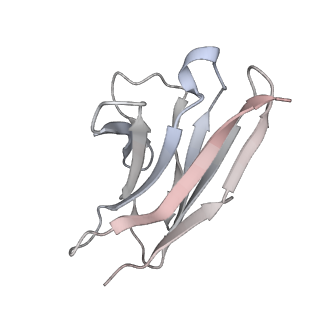 27765_8dwx_Y_v1-0
Chikungunya VLP in complex with neutralizing Fab 506.C01 (asymmetric unit)