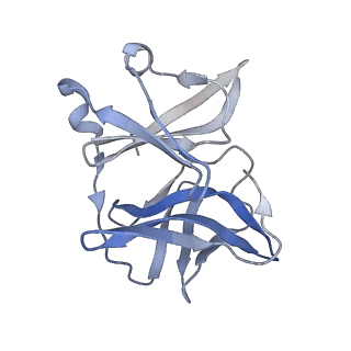 27767_8dwy_S_v1-0
Chikungunya VLP in complex with neutralizing Fab CHK-265 (asymmetric unit)