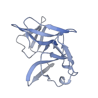 27767_8dwy_T_v1-0
Chikungunya VLP in complex with neutralizing Fab CHK-265 (asymmetric unit)