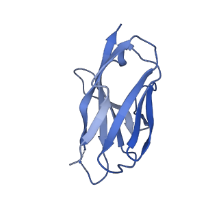 27784_8dyw_D_v1-0
Cryo-EM structure of 239 Fab in complex with recombinant shortened Plasmodium falciparum circumsporozoite protein (rsCSP)