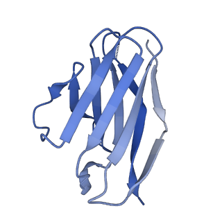 27788_8dz4_D_v1-0
Cryo-EM structure of 356 Fab in complex with recombinant shortened Plasmodium falciparum circumsporozoite protein (rsCSP)