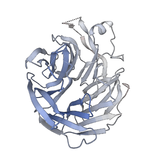 27810_8dzz_E_v1-2
Cryo-EM structure of chi dynein bound to Lis1