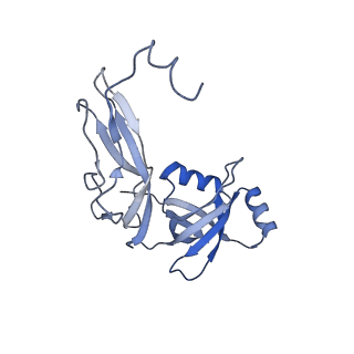 8937_6dzp_W_v1-1
Cryo-EM Structure of Mycobacterium smegmatis C(minus) 50S ribosomal subunit