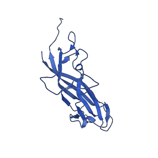 8939_6dzu_AU_v1-2
Mechanism of cellular recognition by PCV2