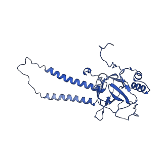 30944_7e1w_Q_v1-2
Cryo-EM structure of hybrid respiratory supercomplex consisting of Mycobacterium tuberculosis complexIII and Mycobacterium smegmatis complexIV in the presence of Q203