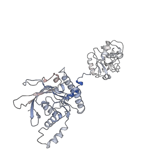 27842_8e2l_A_v1-2
Structure of Lates calcarifer Twinkle helicase with ATP and DNA