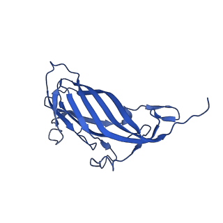 8969_6e2r_AF_v1-3
Mechanism of cellular recognition by PCV2