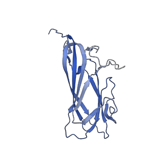 8970_6e2x_AG_v2-1
Mechanism of cellular recognition by PCV2