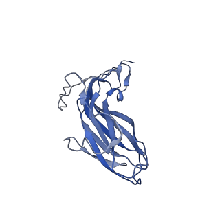 8970_6e2x_AM_v1-2
Mechanism of cellular recognition by PCV2