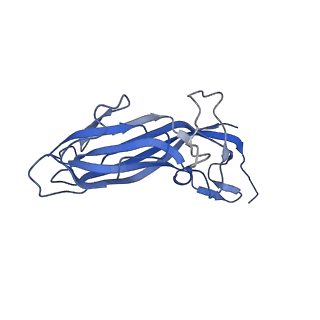 8970_6e2x_Au_v2-1
Mechanism of cellular recognition by PCV2