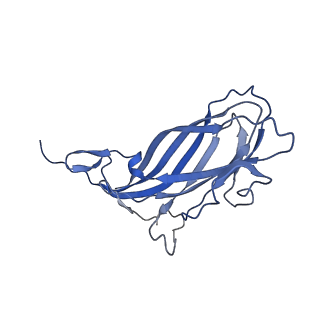 8971_6e2z_A5_v2-1
Mechanism of cellular recognition by PCV2