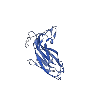 8971_6e2z_AM_v2-1
Mechanism of cellular recognition by PCV2