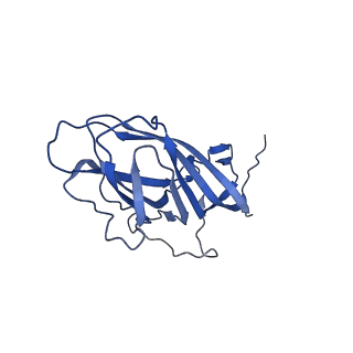 8971_6e2z_Al_v2-1
Mechanism of cellular recognition by PCV2