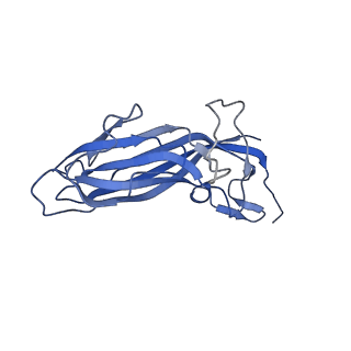 8971_6e2z_Au_v2-1
Mechanism of cellular recognition by PCV2