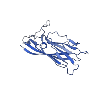 8972_6e30_AT_v2-1
Mechanism of cellular recognition by PCV2