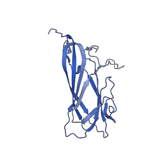 8974_6e34_AG_v2-1
Capsid protein of PCV2 with N,O6-DISULFO-GLUCOSAMINE and 2-O-sulfo-alpha-L-idopyranuronic acid