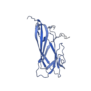 8975_6e39_AG_v1-2
Capsid protein of PCV2 with 2-O-sulfo-alpha-L-idopyranuronic acid and N,O6-DISULFO-GLUCOSAMINE
