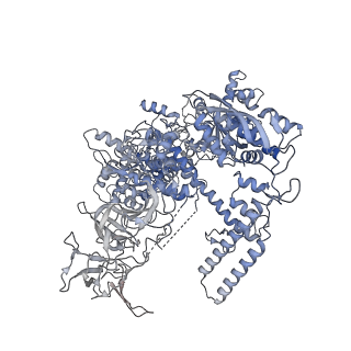 27913_8e5k_B_v1-3
Escherichia coli Rho-dependent transcription pre-termination complex containing 21 nt long RNA spacer, Mg-ADP-BeF3, and NusG; TEC part