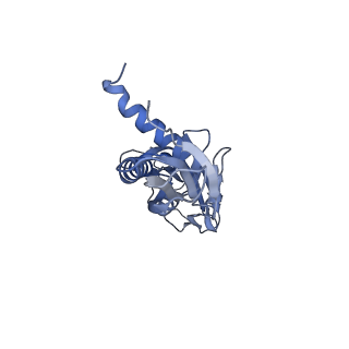 27913_8e5k_C_v1-3
Escherichia coli Rho-dependent transcription pre-termination complex containing 21 nt long RNA spacer, Mg-ADP-BeF3, and NusG; TEC part