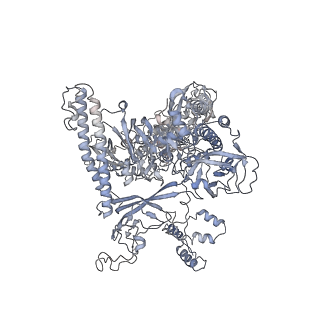 27916_8e5o_A_v1-3
Escherichia coli Rho-dependent transcription pre-termination complex containing 24 nt long RNA spacer, Mg-ADP-BeF3, and NusG; TEC part