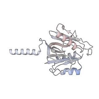 27919_8e5t_b_v1-2
Yeast co-transcriptional Noc1-Noc2 RNP assembly checkpoint intermediate