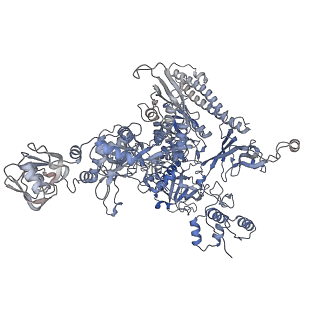 27930_8e6x_A_v1-4
Escherichia coli Rho-dependent transcription pre-termination complex containing 18 nt long RNA spacer, lambda-tR1 rut RNA, Mg-ADP-BeF3, and NusG; TEC part