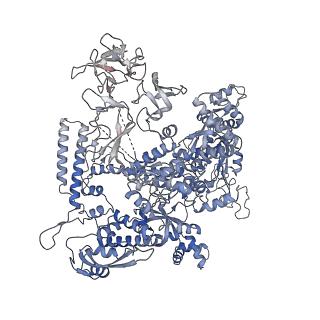 27931_8e6z_B_v1-3
Escherichia coli Rho-dependent transcription pre-termination complex containing 18 nt long RNA spacer, dC75 rut mimic RNA, Mg-ADP-BeF3, and NusG; TEC part