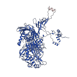 27944_8e8m_C_v1-1
Mycobacterium tuberculosis RNAP paused elongation complex