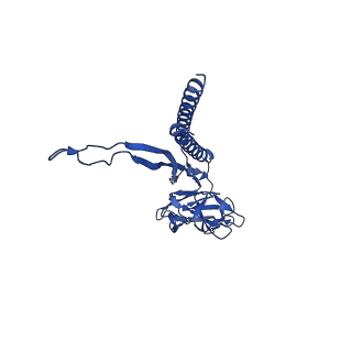 31006_7e80_J_v1-3
Cryo-EM structure of the flagellar rod with hook and export apparatus from Salmonella