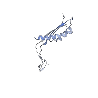 31007_7e81_Ch_v1-3
Cryo-EM structure of the flagellar MS ring with FlgB-Dc loop and FliE-helix 1 from Salmonella