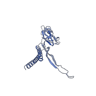 31008_7e82_B_v1-3
Cryo-EM structure of the flagellar rod with partial hook from Salmonella