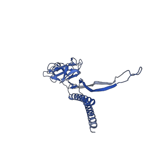 31008_7e82_C_v1-3
Cryo-EM structure of the flagellar rod with partial hook from Salmonella