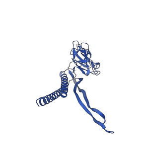 31008_7e82_L_v1-2
Cryo-EM structure of the flagellar rod with partial hook from Salmonella