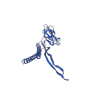 31008_7e82_L_v1-3
Cryo-EM structure of the flagellar rod with partial hook from Salmonella