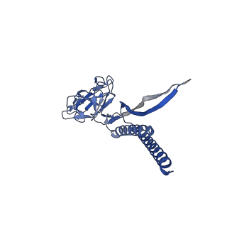 31008_7e82_S_v1-2
Cryo-EM structure of the flagellar rod with partial hook from Salmonella