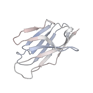 27961_8e99_E_v1-1
Human GluN1a-GluN2A-GluN2C triheteromeric NMDA receptor in complex with Nb-4