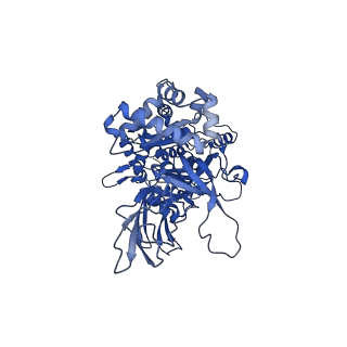 27979_8eak_D_v1-1
SsoMCM hexamer bound to Mg/ADP-BeFx and 46-mer DNA strand. Class 2