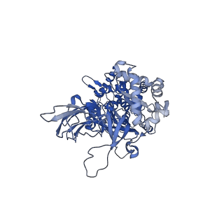27979_8eak_E_v1-1
SsoMCM hexamer bound to Mg/ADP-BeFx and 46-mer DNA strand. Class 2