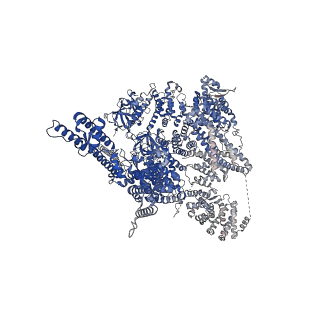 27982_8eaq_B_v1-0
Structure of the full-length IP3R1 channel determined at high Ca2+