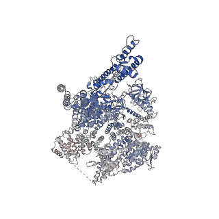 27983_8ear_C_v1-0
Structure of the full-length IP3R1 channel determined in the presence of Calcium/IP3/ATP
