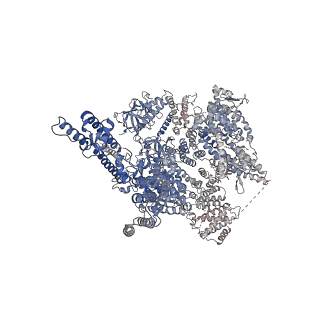 27983_8ear_D_v1-0
Structure of the full-length IP3R1 channel determined in the presence of Calcium/IP3/ATP
