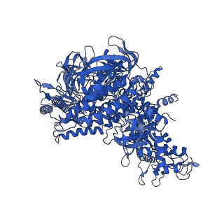 28110_8eg8_J_v1-0
Cryo-EM structure of consensus elemental paused elongation complex with a folded TL
